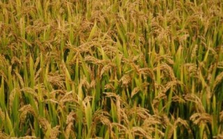 新粮12号水稻品种简介,5月中上旬播种
