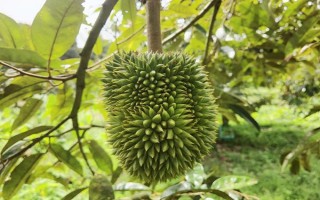 母榴莲的外形特点，外形都是长圆形的