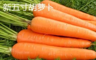 胡萝卜的品种，品种较多各具特色
