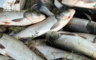 0.8号新关东钩适合钓哪些鱼，适合钓鲤鱼、草鱼和鲢鳙