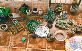 养殖多肉怎么配制土壤，一般用颗粒土和腐殖土搭配