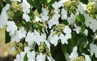 琼花的花语,寓意魅力无限、完美的爱情等