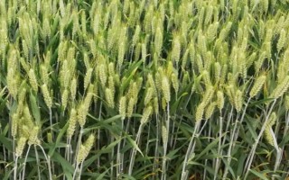 沈免2135小麦种子特征特性,属强筋小麦品种