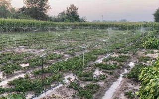 哪些因素会影响草莓膨大,主要有种子、温度、光照等5个原因