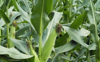 伊单9玉米种子简介，在适应区5月5日左右播种