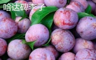 辽宁省鞍山市水果特产,别称钢都、玉都