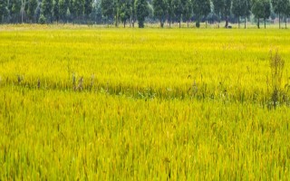 华1201S水稻种子介绍，秧田亩播种量20公斤