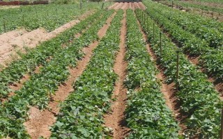 地瓜亩产多少，亩产量为4000-5000kg左右