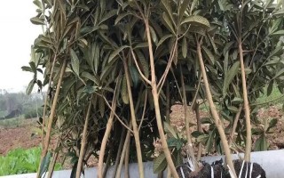 新嫁接果树苗越冬技术，土壤结冻前涂刷或洒在果苗上