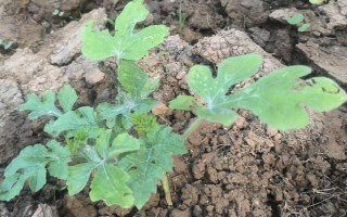 西瓜缓苗期死苗的原因，可能是低温高湿所致