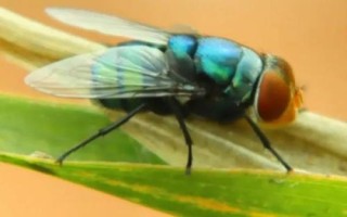 绿头苍蝇介绍，通常是指红头丽蝇、种群遍布世界