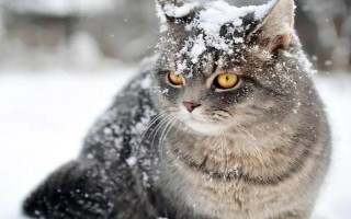 预防猫癣反复发作的方法，要做好消毒工作并给猫补充维生素