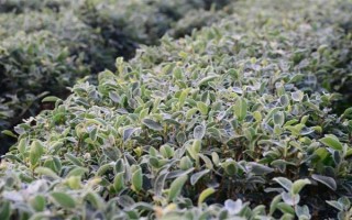 茶树的生长温度，日平均气温需要稳定在10℃以上为佳