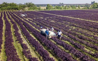 苏子的产地，在我国主产于安徽、湖南、台湾等省份