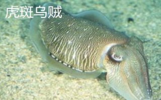 斑乌贼的产地，模式产地为墨西哥湾