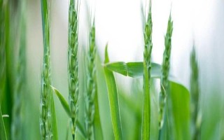 衡科6021小麦种子介绍,适宜播种期为10月6~15日