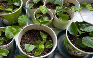 虎头茉莉怎么养殖，生长期间每隔半个月追施一次复合肥