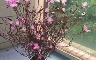 干枝杜鹃怎么生根，可以利用水养的方法来生根