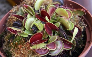 捕蝇草生长期间有什么变化，种子萌发进入生长期会开花长叶、叶片成熟后会逐渐枯黄掉落