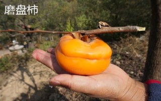 农村种什么东西有高收益,车厘子、香椿、藜麦等作物值得考虑