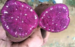 紫薯和红薯的区别，前者味甜较贵、后者甜味淡较便宜