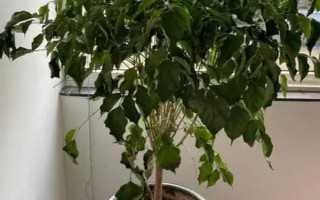 夏天幸福树多久浇一次水，间隔2-3天就要浇一次水