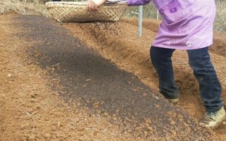 黄精的田间管理办法，前中期要做好翻耕的工作