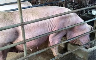 猪下崽会有什么表现，在产仔之前乳房会逐渐地膨大