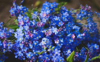 恋爱期间适合送什么花，可选择百合、玫瑰、勿忘我等品种