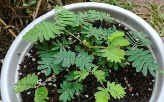 含羞草种子多久可以发芽,约10天左右即可出苗