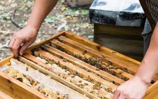 白天能不能合并蜂群，可以但不建议白天合并