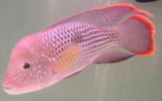 皇冠鱼简介，因成年雄鱼额头突起酷似皇冠而得名