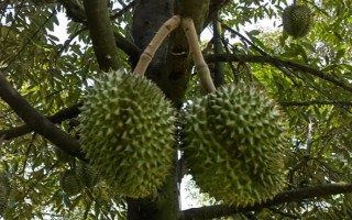 榴莲树的外观，植株较高属于常绿乔木、叶片顶端较尖底部为圆形