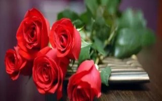 红玫瑰的花语,寓意我爱你、忠贞不渝等