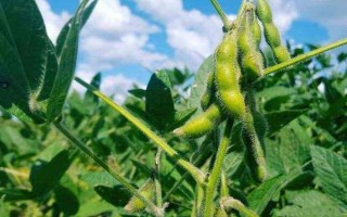 龙豆1号大豆种子特点,该品种为亚有限结荚习性