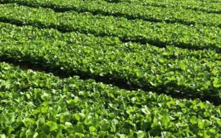 泽泻怎么种植，浸种后与草木灰拌匀再进行撒播