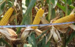 登海3521玉米品种简介,苗期注意防治粘虫