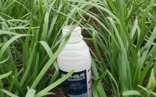 韭菜根蛆的危害，会危害鳞茎