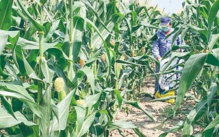 成玉668玉米种简介,种植密度为4500株/亩左右