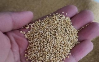 谷子的种植管理技术，先晒种再浸种