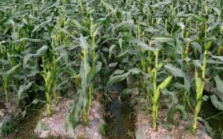 豫单943玉米种子简介，中抗镰孢茎腐病