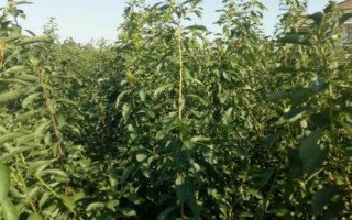 晚熟桃树苗品种推荐，以下几种具有发展潜力