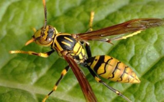 被牛角蜂蛰了有什么后果，被蛰处会剧烈疼痛