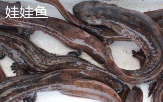 蝾螈是娃娃鱼吗,二者的科属和外形均不同