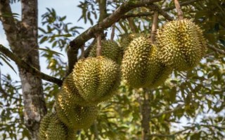 母榴莲的外形特点，外形都是长圆形的