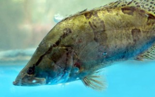 鳜鱼好养吗，饲养的难度偏高