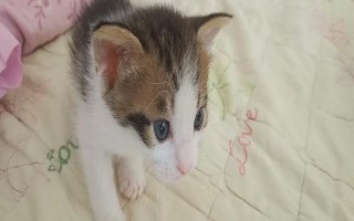 猫和人能否一起睡觉，容易产生打扰睡眠、感染寄生虫和真菌等问题