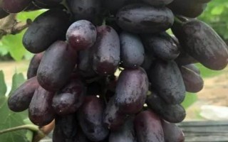 早熟的葡萄品种，常见的有夏日阳光、夏黑等