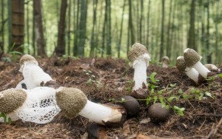 竹荪的品种有哪些,常见的有长裙竹荪、短裙竹荪等