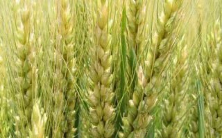 山农67小麦品种的特性，适宜播期10月7日～15日